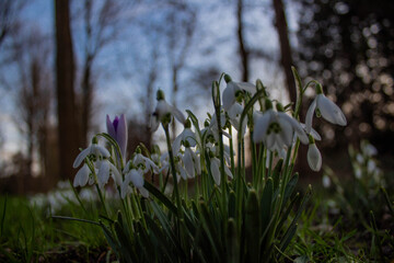 spring crocus flowers