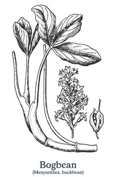 Bogbean. Vector hand drawn plant. Vintage medicinal plant sketch.