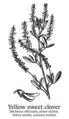 Yellow sweet clover. Vector hand drawn plant. Vintage medicinal plant sketch.