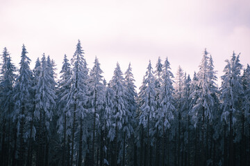 Snowed trees in the taunus in germany