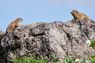 Alpenmurmeltiere auf einem Felsblock