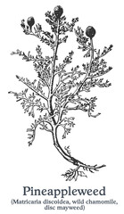 Pineappleweed. Vector hand drawn plant. Vintage medicinal plant sketch.