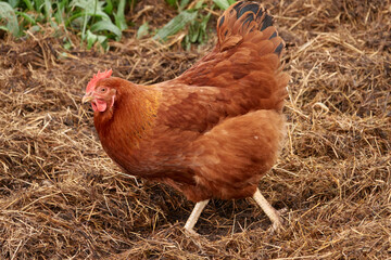 Braune Henne in Freilandhaltung