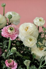 Ranunculus pink and white flowers on a light pink background. Ranunculus bouquet.Buttercups flowers in pastel colors. Spring flowers.