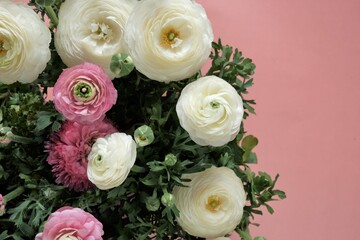 Ranunculus pink and white flowers on a light pink background. Ranunculus bouquet.Buttercups flowers in pastel colors. Spring beautiful flowers.