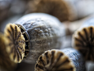 poppy seed capsules