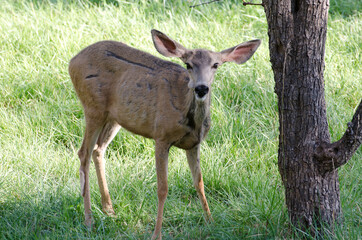 deer in the woods
deer in the forest
deer looking at you
deer standing
