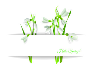 First spring Galanthus flowers in a paper pocket with the text Hello Spring. Vector illustration for making design, cards, website, labels, more. 