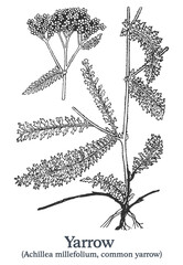 Yarrow. Vector hand drawn plant. Vintage medicinal plant sketch. © Aleks Taurus