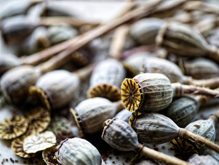 poppy seed capsules