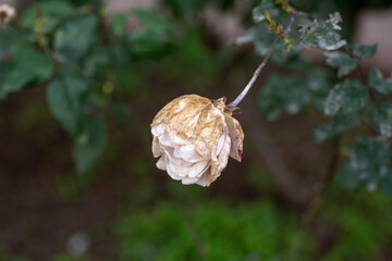 Drying white rose on its branch