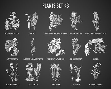 Vector hand drawn plants set on black background