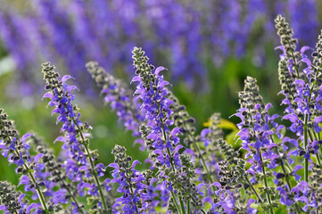 Among the wild herbs, blooms sage (Salvia pratensis)