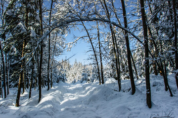 Snow covered trees in winter forest on sunny day. Christmas holiday background with snowy fir trees.Frosty day,calm fresh scene.Cold freezing weather outdoors.Frozen winter landscape.Winter wonderland
