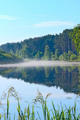 Fototapeta premium river is covered with fog at dawn. Forest is reflected in the river in summer