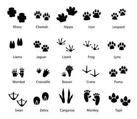 Animals and birds feet tracks, vector trails of rhino, cheetah and hippo, lion, leopard and llama with jaguar, lizard, frog and lynx. Wombat, beaver, crane and puma, swan, zebra or monkey with tapir © Vector Tradition