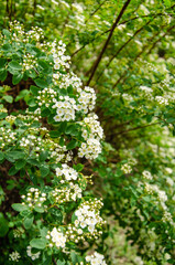 White flowers of spiraea nipponica spring background