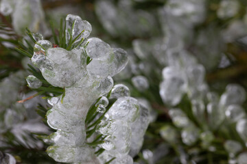 Douglas fir covered by ice shell
