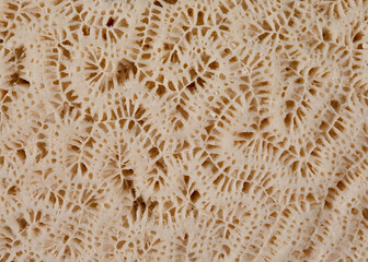 Macro View of a Brain Coral