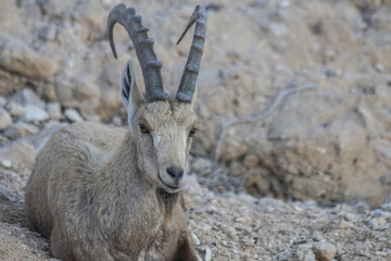 The Nubian ibex (Capra nubiana) where live in negva desert