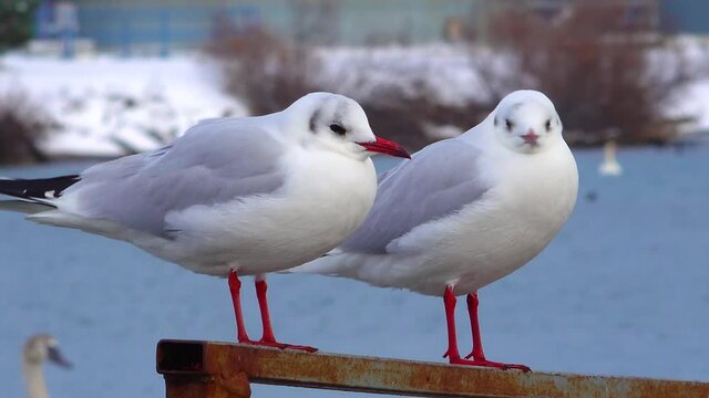 The black-headed gull (Larus (Chroicocephalus) ridibundus). Birds of Ukraine