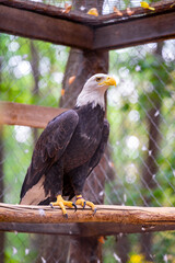 Bald eagle sitting on a branch against a background of greenery