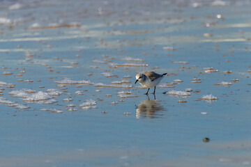 Sanderling eating on the beach
