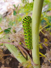 Papilio machaon climbing up the garden plant