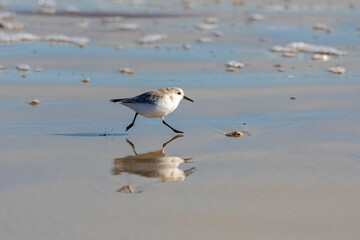 Sanderling running on the shore
