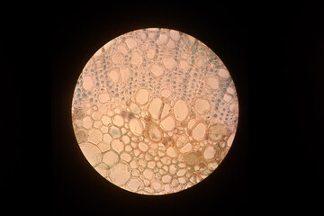 A slice of a plant leaf in place of the leaf conductive system. Xylem and phloem section. The science concept.