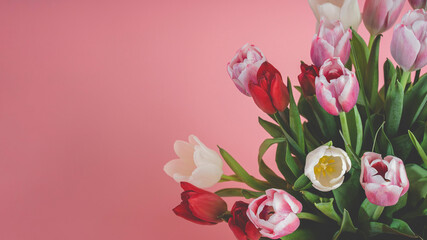 Close-up of tulips on a dark pink coral background - asymmetrical wallpaper (widescreen 16x9)