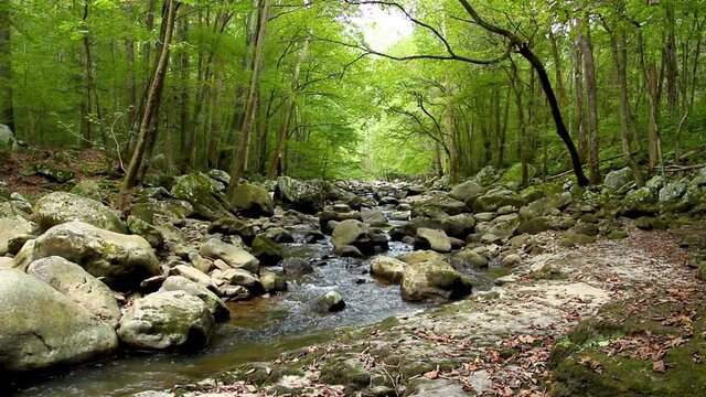 stream in the forest with boulders and green trees