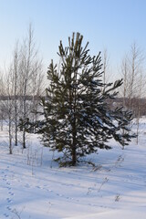 Spruce. Winter. Snow