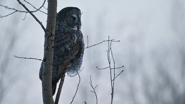 Great grey owl (Strix nebulosa), which is the world's largest species of owl by length, sitting on a branch and looking into the camera in winter in Alberta, Canada