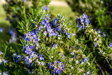Salvia rosmarinus, also rosemary and Rosmarinus officinalis, aromatic evergreen shrub with purple-blue flowers. It's a medicinal and culinary herb used to season food in the Mediterranean region.