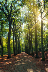 
Velserbeek IJmuiden Velsen dense tree-lined avenue of trees  or an alley of trees with sun rays through the branches and a path in autumn in Holland Ijmuiden Amsterdam Vondelpark