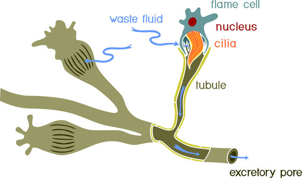 Flatworm flame cell. Structure of element of excretory system with title. Protonephridia of planaria and other flatworm