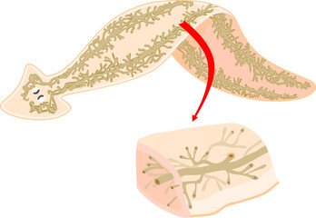 Planaria with excretory system (protonephridia) isolated on white background
