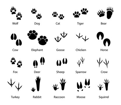 Animals and birds feet tracks, vector trails of wolf, dog and cat, tiger and bear with cow and elephant. Goose, chicken, horse and fox, deer with sheep or sparrow and crow. Turkey, rabbit and raccoon