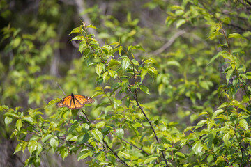 Orange black butterfly in a bush