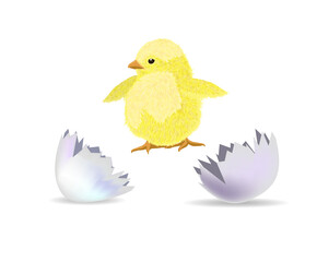 The chicken hatched from the shell. Vector illustration