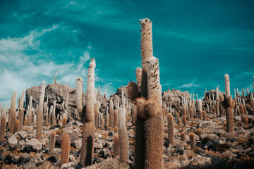 View of cactus covering Isla del Pescado (Isla Incahuasi) with the Uyuni Salt Flat in Bolivia.
