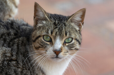 The beautiful outlook of the cat