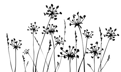 Herbal background with grass and flowers silhouettes. Spring or summer background.