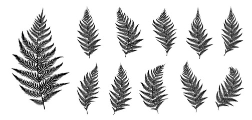 Vector fern silhouette collection on white background.