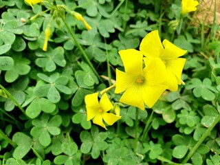 Scientific name Oxalis pes caprae. Known as Bermuda buttercup, Bermuda sorrel, buttercup...