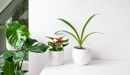 Home plants on a white table in the interior with day light, connecting with nature and home gardening concept