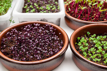 Bowls with micro greens - sprouts of beetroot, watercress, green and purple basil, germination of microgreens at home, healthy eating concept