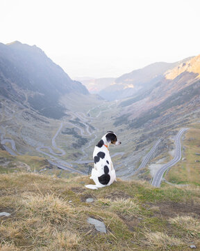 Dog watching the amazing view over Transfagarasan road up to Balea Lake in Romania 