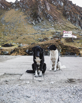 Two stray dogs in B&acirc;lea Lake, Romania 